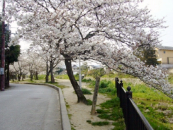 宝ヶ池希望の森構想と桜の園植樹